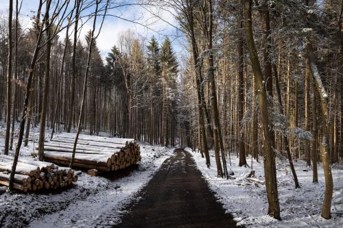 Waldweg mit verschneiten Holzstämmen